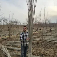 نهال کبوده و صنوبر نیگرا ترکیه|خدمات باغبانی و درختکاری|اردبیل, |دیوار