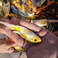 پخش ماهی کوی سوپر بالا در اصفهان