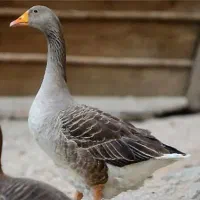 گمشده یک عدد غاز