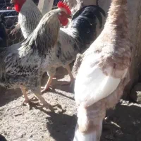 خروس محلی ارگانیک