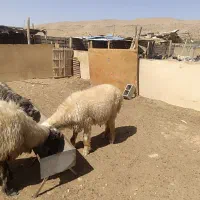 بره قوچ قنقور|حیوانات مزرعه|شیراز, تاچارا|دیوار