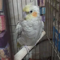 عروس هلندی