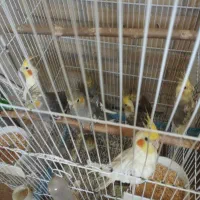 عروس هلندی‌ دانخور جوجه بالغ