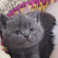 بریتیش‌بلو‌ خاص