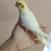 جوجه نرمه خور لوتینو|پرنده|شیراز, شهرک گلستان|دیوار