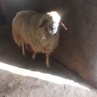 ورن سنجابی|حیوانات مزرعه|سرپل ذهاب, |دیوار