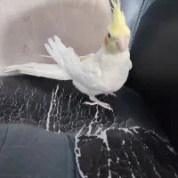 ۲تا عروس هلندی ۲ماه ونیم و ۱عروس هلندی ۴ماهه|پرنده|رباطکریم, رباطکریم|دیوار