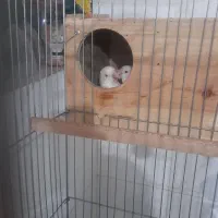 ِیه جفت کوتوله برزیلی سفیدنروماده|پرنده|شیراز, محراب|دیوار