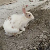 خرگوش