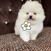 توله پامرانین خرسی