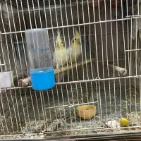 عروس هلندی جفت با تخم