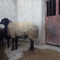 فروش قوچ شال