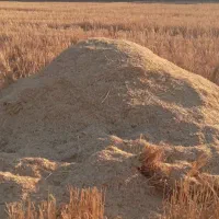 کاه گندم