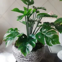 مجسمه|مجسمه، تندیس، ماکت|شیراز, انجیر|دیوار