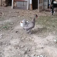 مرغ طوسی