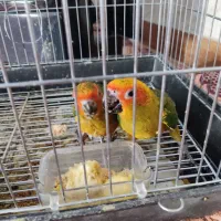 خورشیدی راهب عروس هلندی جوجه|پرنده|تهران, وحیدیه|دیوار