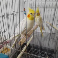 عروس هلندی مولد باجوجه.