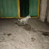 سگ پاکوتاه شیواوا|سگ|بم, |دیوار