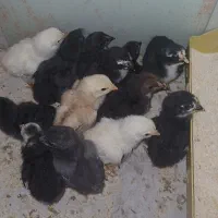 جوجه لاری (نمین)