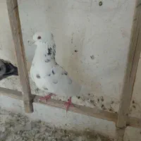 فروش کفتر
