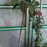 فروش گلهای آپارتمان|گل و گیاه طبیعی|عجب شیر, |دیوار