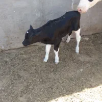 گوساله شیری