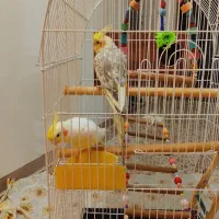 عروس هلندی