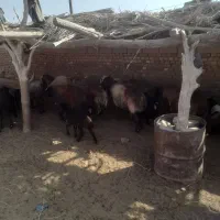 میش زاییده