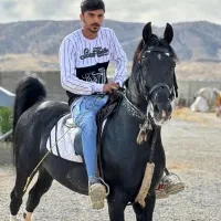 باشگاه سوارکاری عقاب|اسب و تجهیزات اسب‌سواری|نجف‌آباد, حومه نجف آباد|دیوار