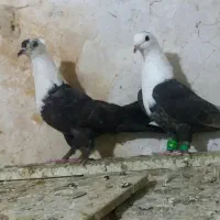 کفتر پرشی کلاغ زاغ دم سفید ساده چپ افشون کرواتی