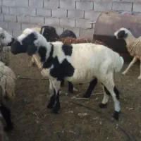 بره نر و بز نری