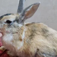 خرگوش مینی لوپ|موش و خرگوش|شیراز, کوشک میدان|دیوار