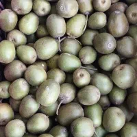 فروش کیوی خونی تو سرخ|عمدهفروشی|رودسر, |دیوار