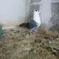 دوتا سرخ کاکلی.  کلاغ کاکلی|پرنده|تربت‌حیدریه, آبشار|دیوار