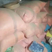 کاه گندم درجه یک (کاریز)