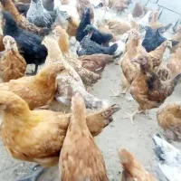 مرغ تخم گزار|حیوانات مزرعه|سندرک, |دیوار