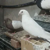 پلاکی سفید