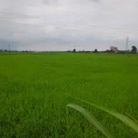 زمین ۲.۵ هکتار مسکونی در شفت|فروش زمین و ملک کلنگی|رشت, علی آباد|دیوار