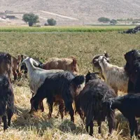 ده جفت بز درجه یک