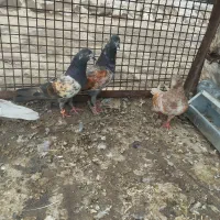 کبوترپاکستانی