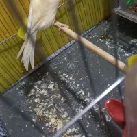 با سلام قناری ماده اماده خوشرنگ وسرحال