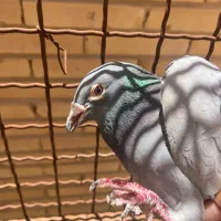 زاجر ماده