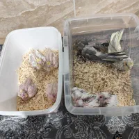 جوجه عروس هلندی