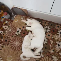 گربه|گربه|رحیمآباد, |دیوار