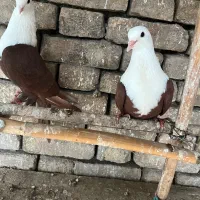 کربلایی تکپر سرور دمسفید ساده رنگی کربلایی