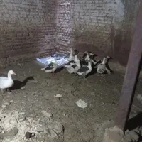 ۱۰عدد غاز سرحال