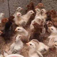 جوجه مرغ و خروس رسمی.محلی گلپایگان