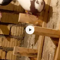 طوق سرخ نر مست همه جوره زرنگ 3بر قفل