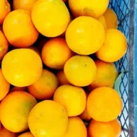 آب نارنج تازه و بهداشتی