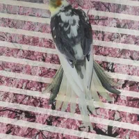 عروس هلندی دوکت و خاکستری